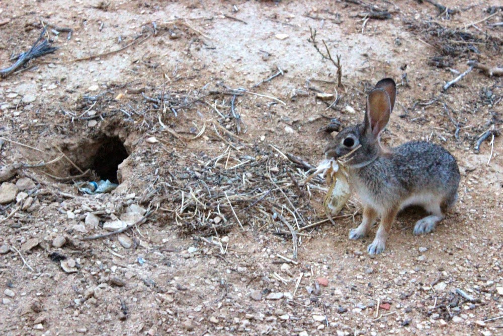 The Field Lab Bunny Habitat