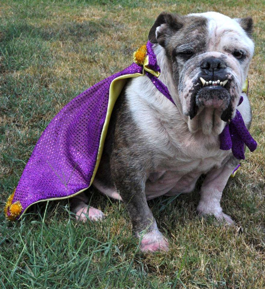 I love My Dog; Natural Pet Health, I love my bulldogs Arthritis in