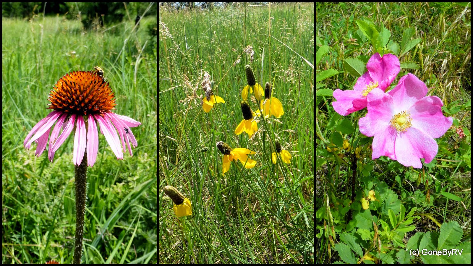 GoneByRV "Prairie Trail" in Custer State Park