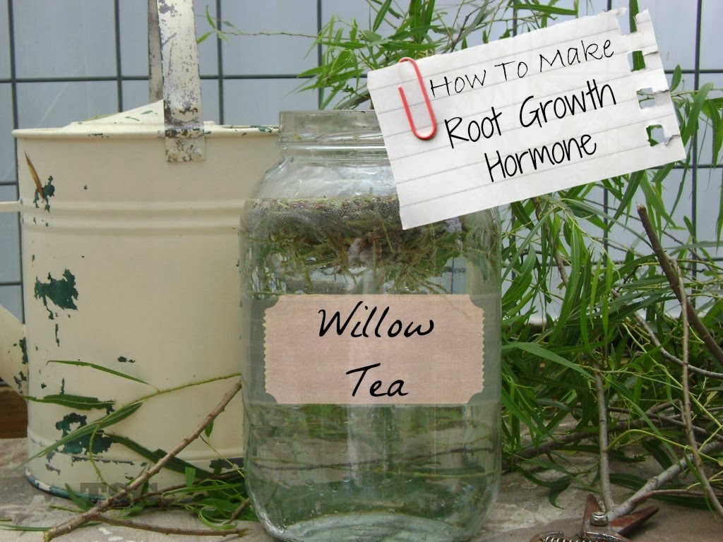TSG Willow Tea Natures Help For Permaculture Gardeners