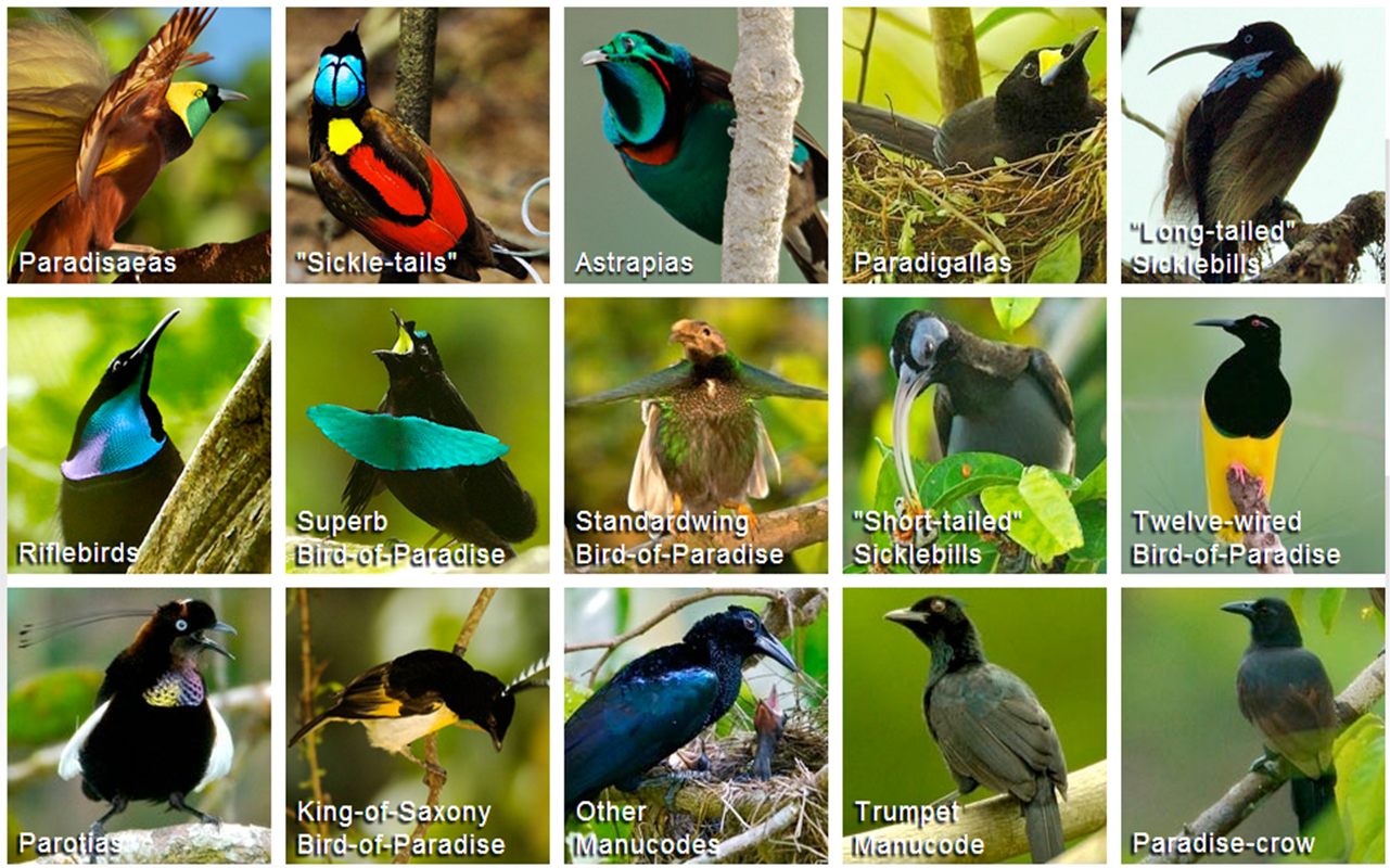 The Species – Birds-of-Paradise Project