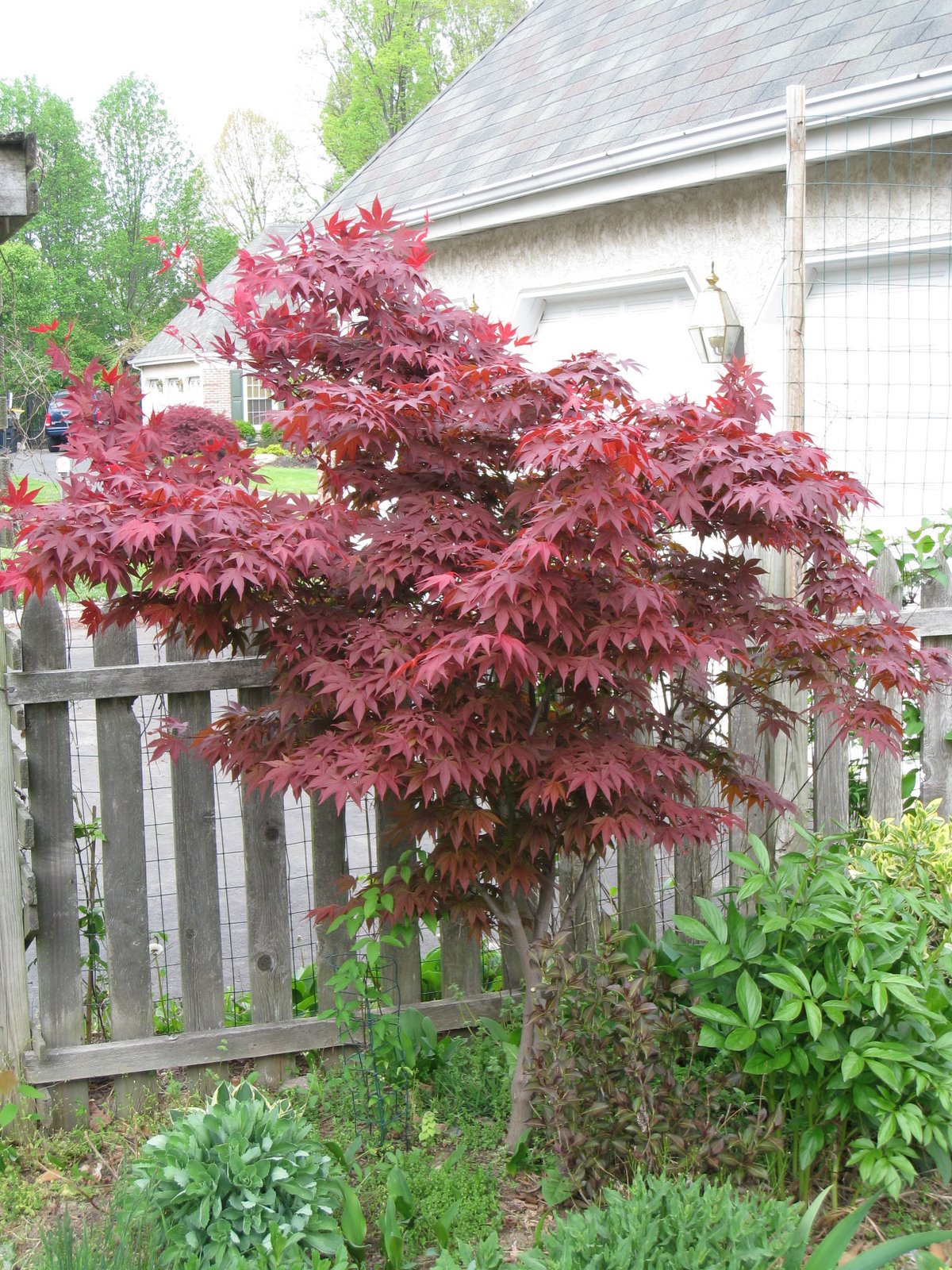 Some Garden... Oshio Beni