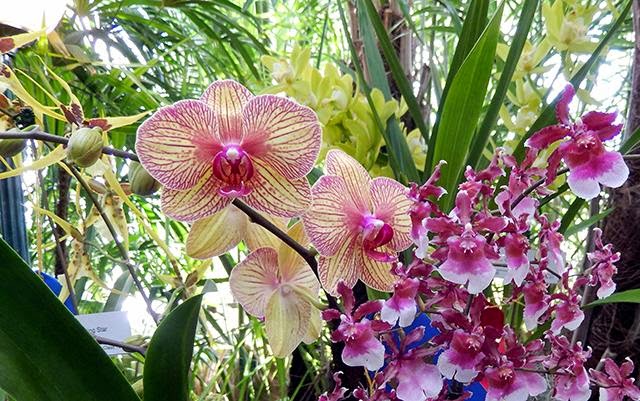 20 Gambar Foto Bunga Anggrek Yang Cantik 20 Gambar Foto Bunga Anggrek Yang Cantik
