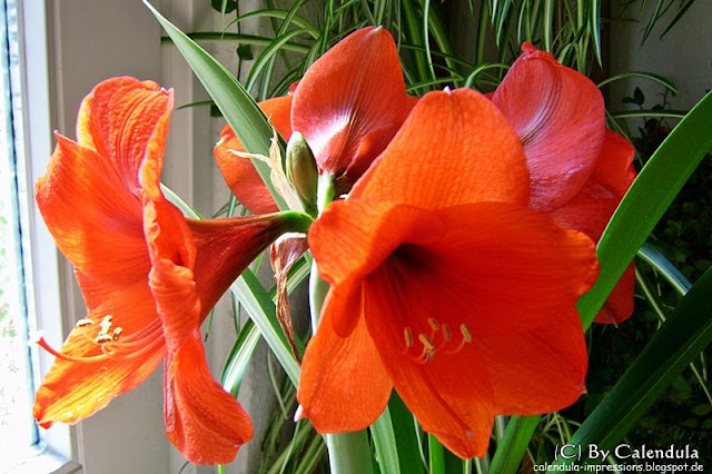 blühende Amaryllis