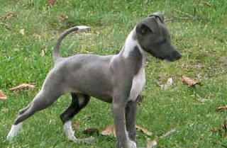 Anak Anjing Italian Greyhounds
