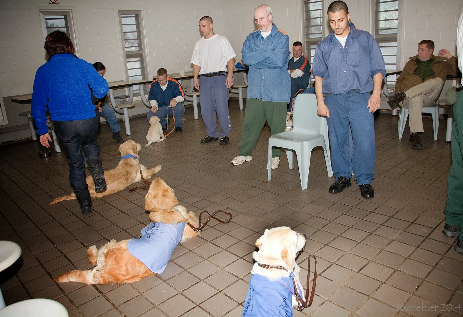 Three large puppies lie on a light colored tile floor while a woman dressed in a blue fleece jacket and blue jeans steps over them. She is on the left side facing away from the camera. Three inmate raisers stand opposite the dogs, facing the camera. There are several other men sitting in the background.