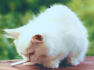 Funny Cat Pictures