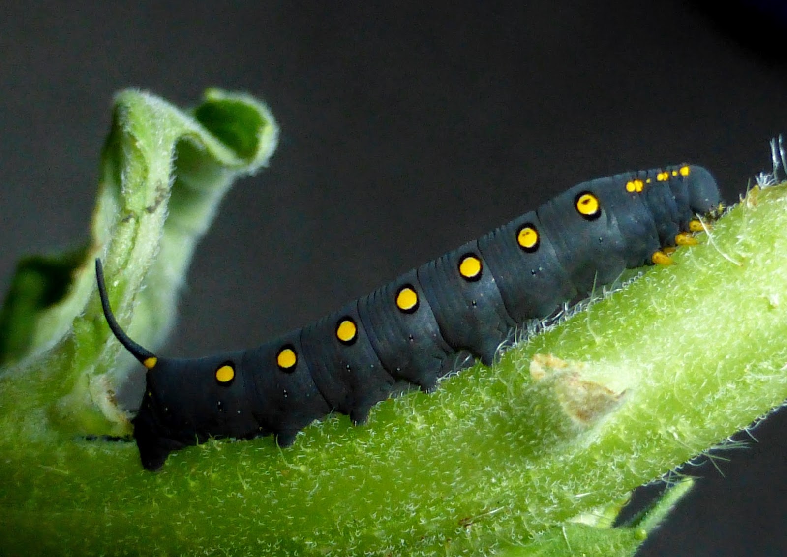 Theretra oldenlandiae Theretra oldenlandiae caterpillar