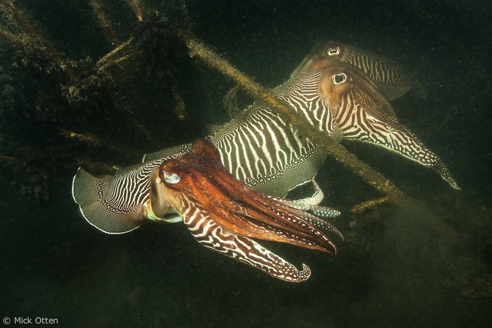 Mick's marine biology Sepia frenzy the common cuttlefish is back in town