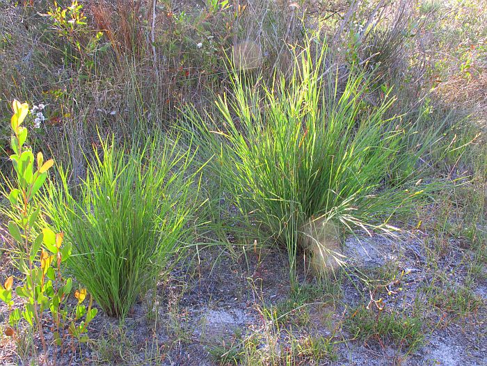 Esperance Wildflowers: Stypandra glauca - Blind Grass
