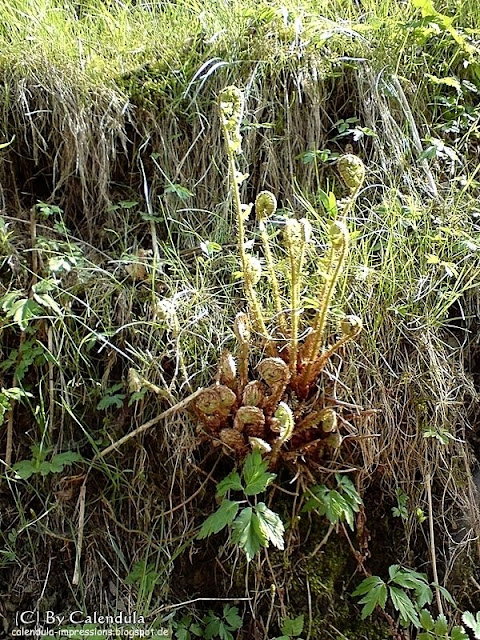Frühjahr, Frühling, zusammengerollte Farnwedel