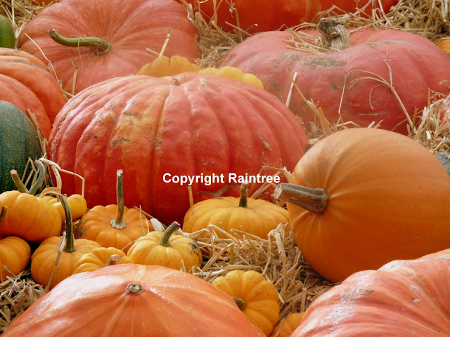 pumpkins and squashes