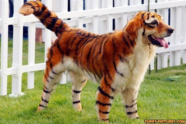 ÐаÑÑинки по запÑоÑÑ funniest dogs in the world