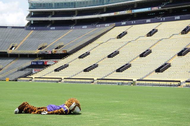 LSU's Mike the Tiger planking? LSU's Mike the Tiger planking. LSU's Mike the Tiger planking? LSU's Mike the Tiger planking.