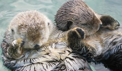 Sea_otters_holding_hands.jpeg