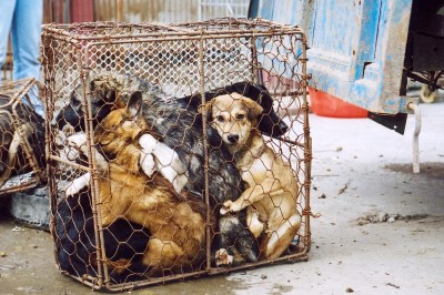 Chinese Melamine Dog Food Chinese Melamine Dog Food