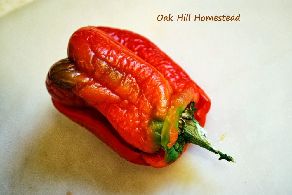How to Save Bell Pepper Seeds Oak Hill Homestead