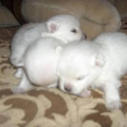 miniature pomeranian puppies for sale in nc puppy dogs white pomeranian puppies miniature pomeranian puppies for sale in nc puppy dogs white pomeranian puppies