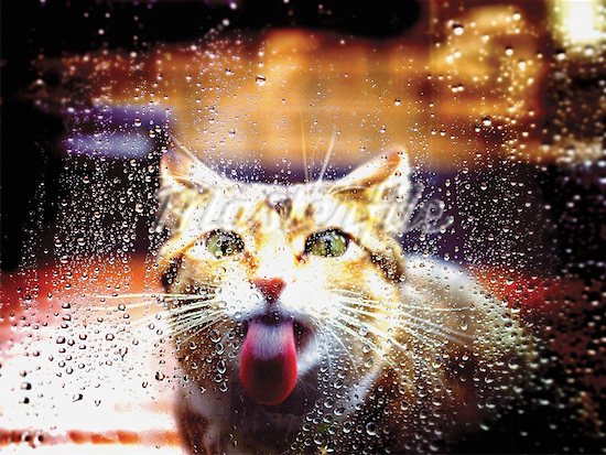 Gato e chuva, será que é uma boa combinação?