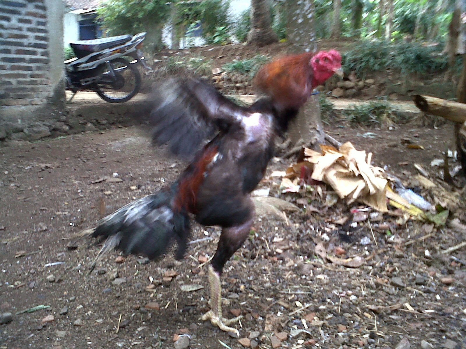 Koleksi+Ayam+Bangkok Koleksi Ayam Bangkok Siap Tarung Lainnya ~ ROOSTER Ayam Bangkok