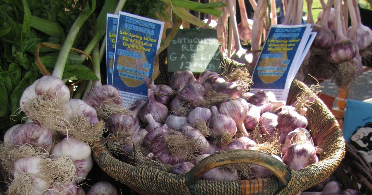 Gardeningbren in Nova Scotia Garlic Harvest