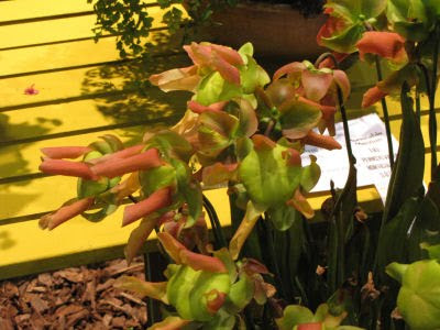 ornamental pitcher plant