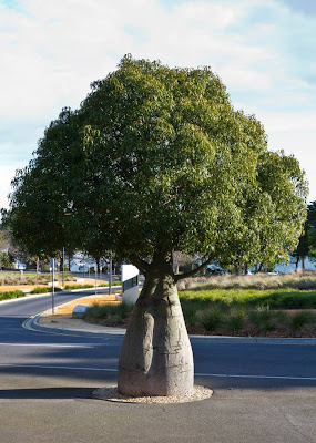 The Queensland Bottle Tree — Brachychiton Rupestris The Queensland Bottle Tree (Brachychiton rupestris) originally classified in the family Sterculiaceae, which is now within Malvaceae, is native of Queensland, Australia. Its grossly swollen trunk gives it a remarkable appearance and gives rise to the name. As a succulent, drought-deciduous tree, it is tolerant of a range of various soils, and temperatures.