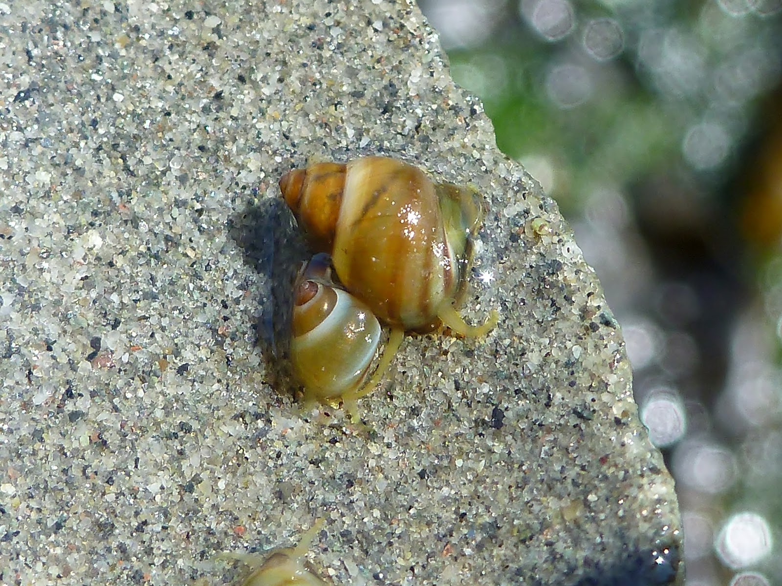 Buzz's Marine Life of Puget Sound LACUNA SNAIL REPRODUCTIVE EXPLOSION
