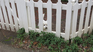doggy fence, Monday, December 14, 2015, 1:36:19 PM