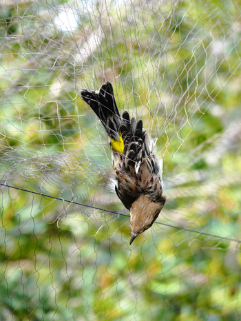 Net Bird