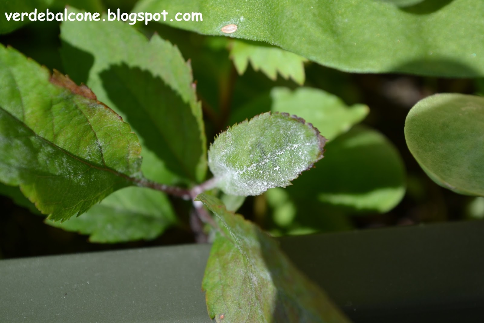 Verde balcone.: oidio, muffa incontenibile. Muffa sulla terra vaso