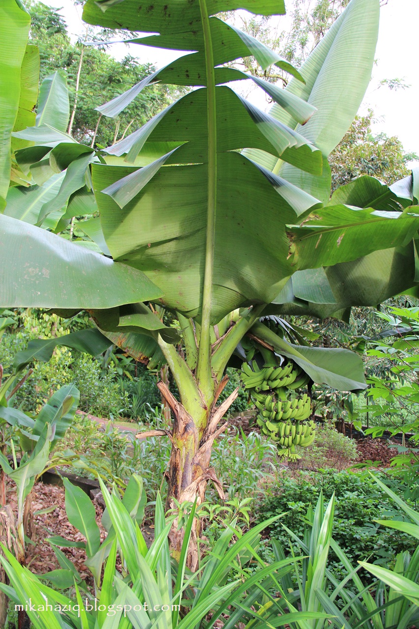 Banana Tree Plantation