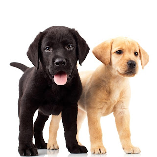Labrador Retriever Puppy Pictures Labrador Retriever Puppy Pictures