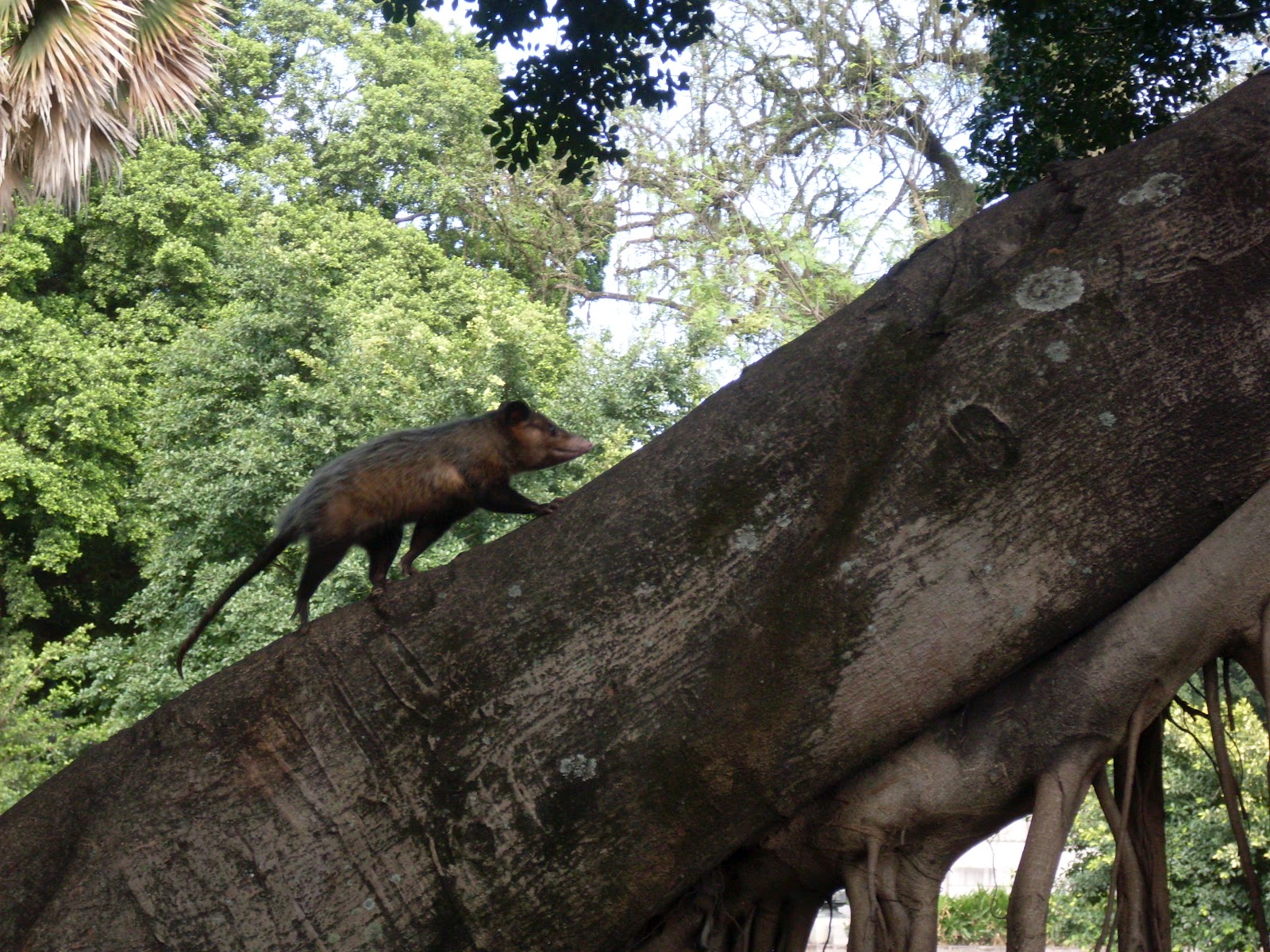 BIOFLAGRANTES* GAMBÁ