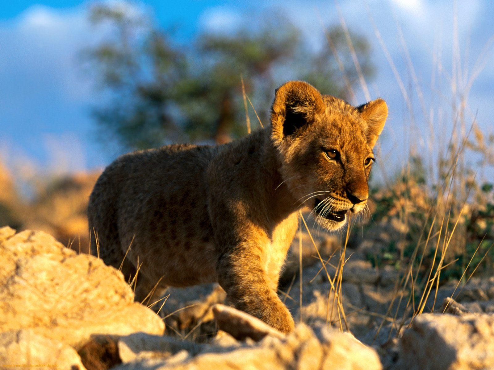http://4.bp.blogspot.com/-dANh6nQ5BdM/Tnhp3ZR1QQI/AAAAAAAAA44/FaMgVA2E7rM/s1600/lion_cub_wallpaper+4.jpeg