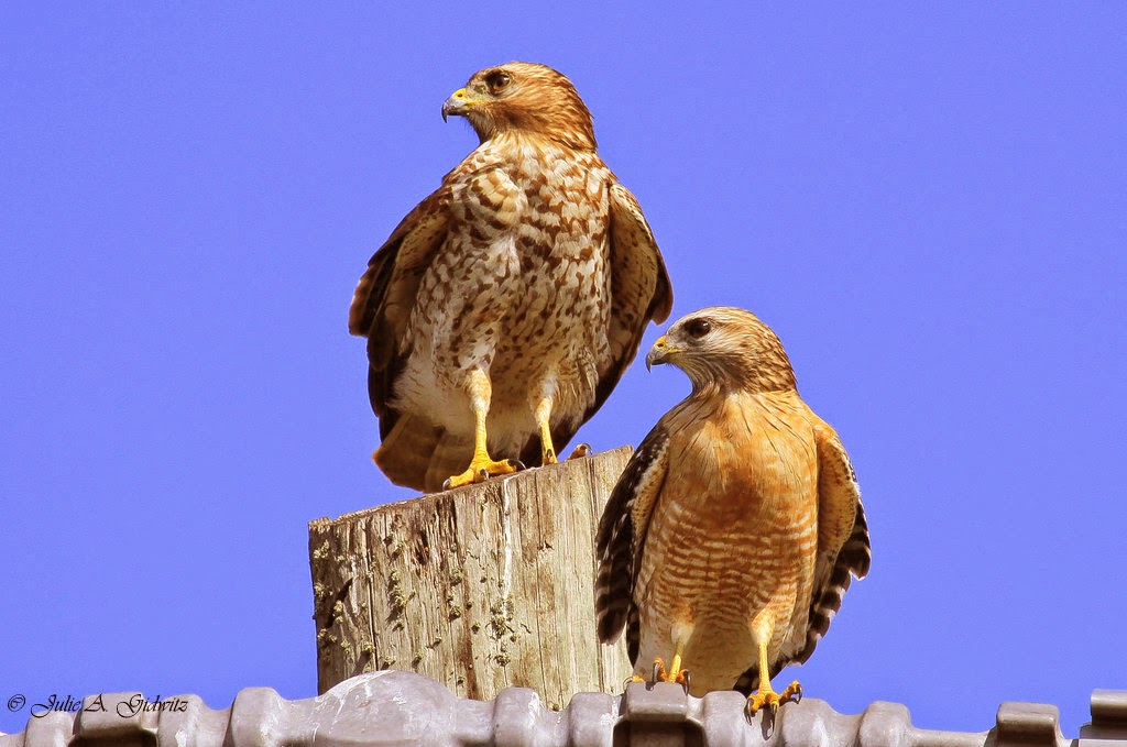 Birding Is Fun! The Birds of Celery Fields