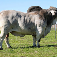 gambar sapi limosin gambar sapi limosin
