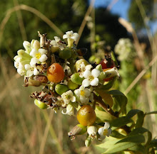 Daphne gnidium