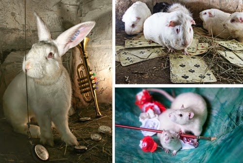 00-La-Collina-dei-Conigli-ONLUS-Alice-in-Wonderland-Rescue-Animal-Photographs-www-designstack-co