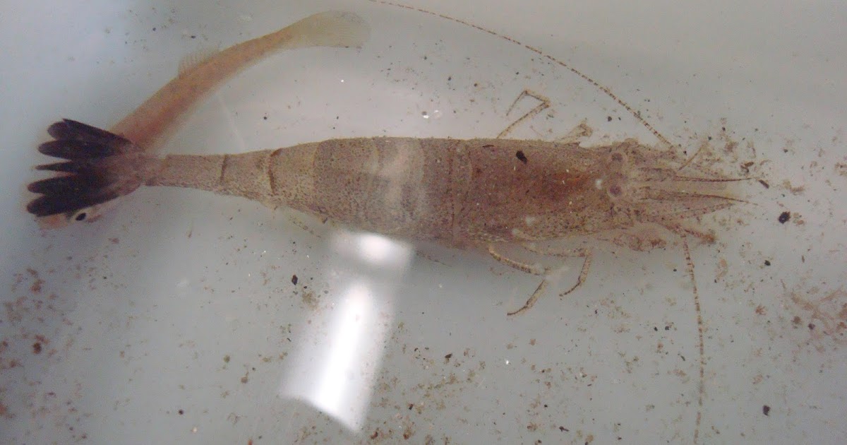 Between the Tides of Nova Scotia Crangon septemspinosa (Sand Shrimp)