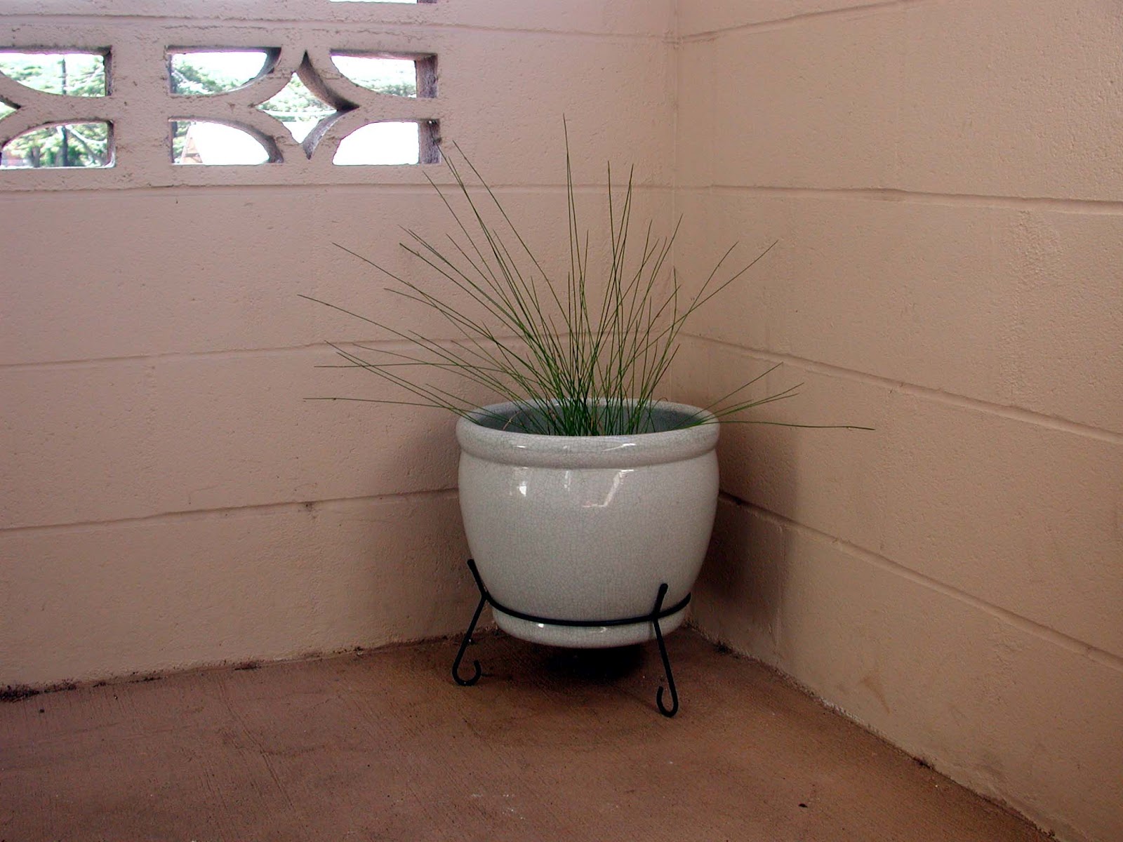 Container Water Gardens Hawaii Horticulture