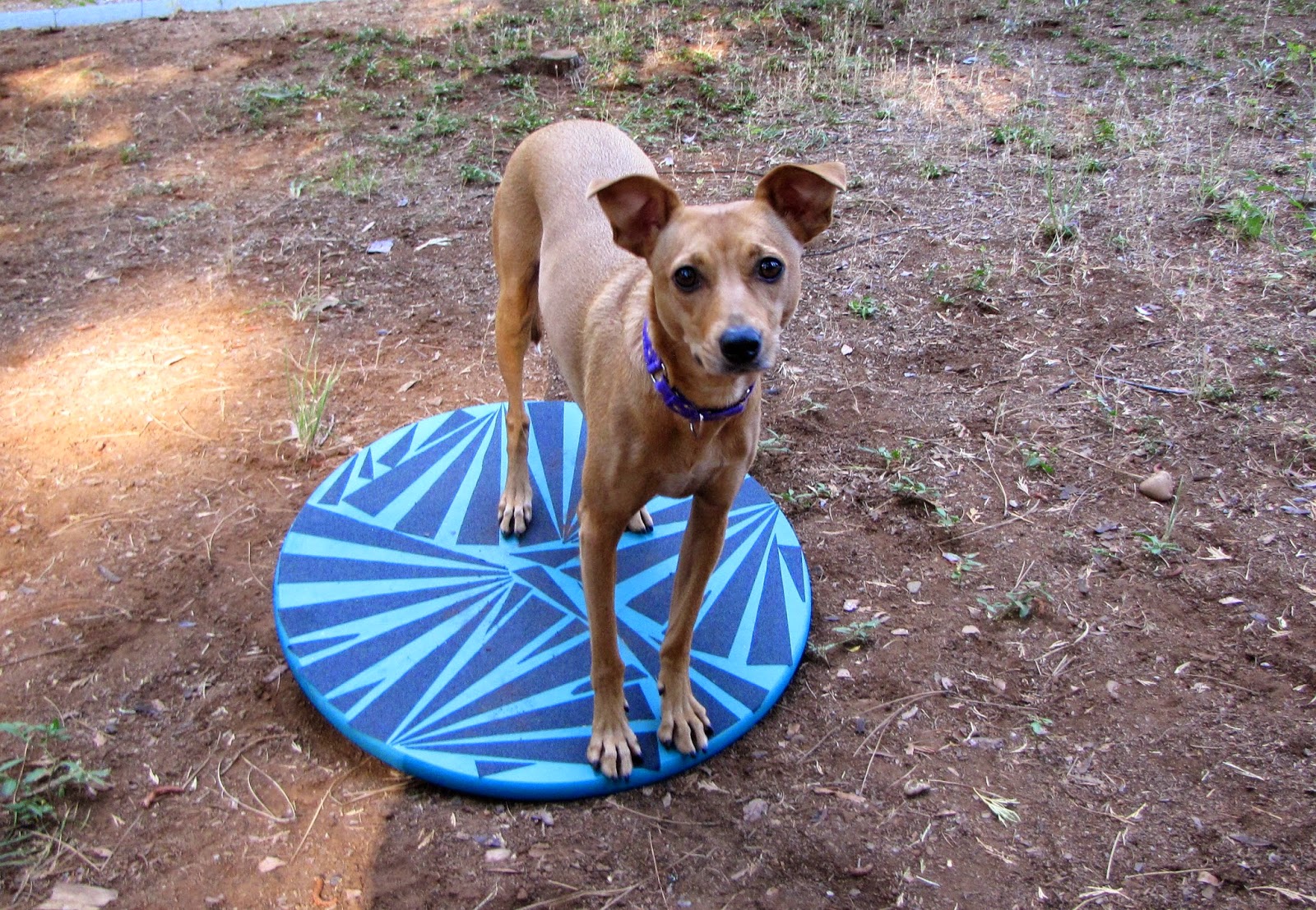 ZoePhee How to Make Wobble Board for Dogs!