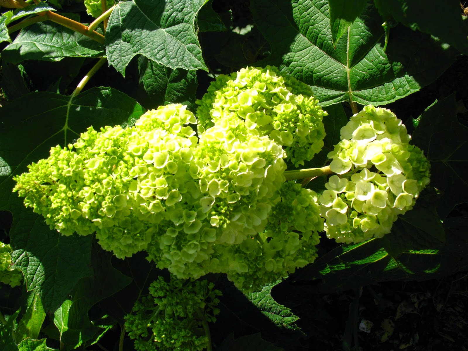 Worcester College Gardeners 2009 2018 Hydrangea Paniculata