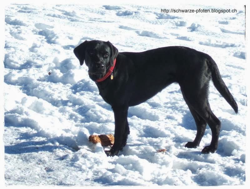 Warum einen Labrador Retriever? - ABOUT DOGS AND CHIRU [Hundeblog]