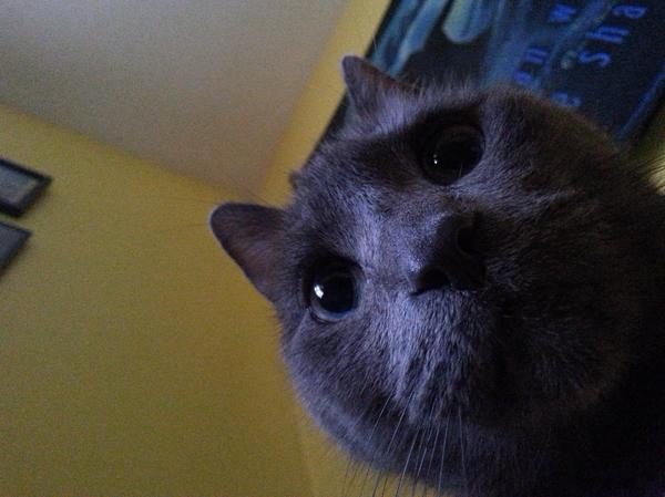 Открыл глаза, а тут морда кота - Проснулся?