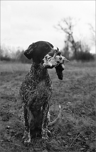 German Shorthaired Pointer Dog History