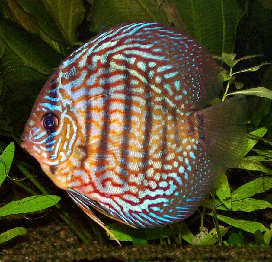 Ikan Hiasku Jenis Ikan Untuk Aquascape