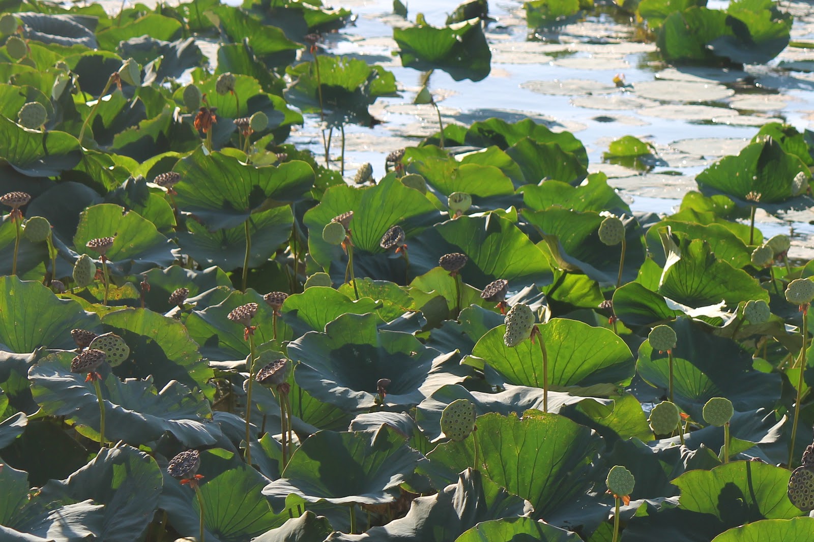 Found on the Trail Lotus Leaves