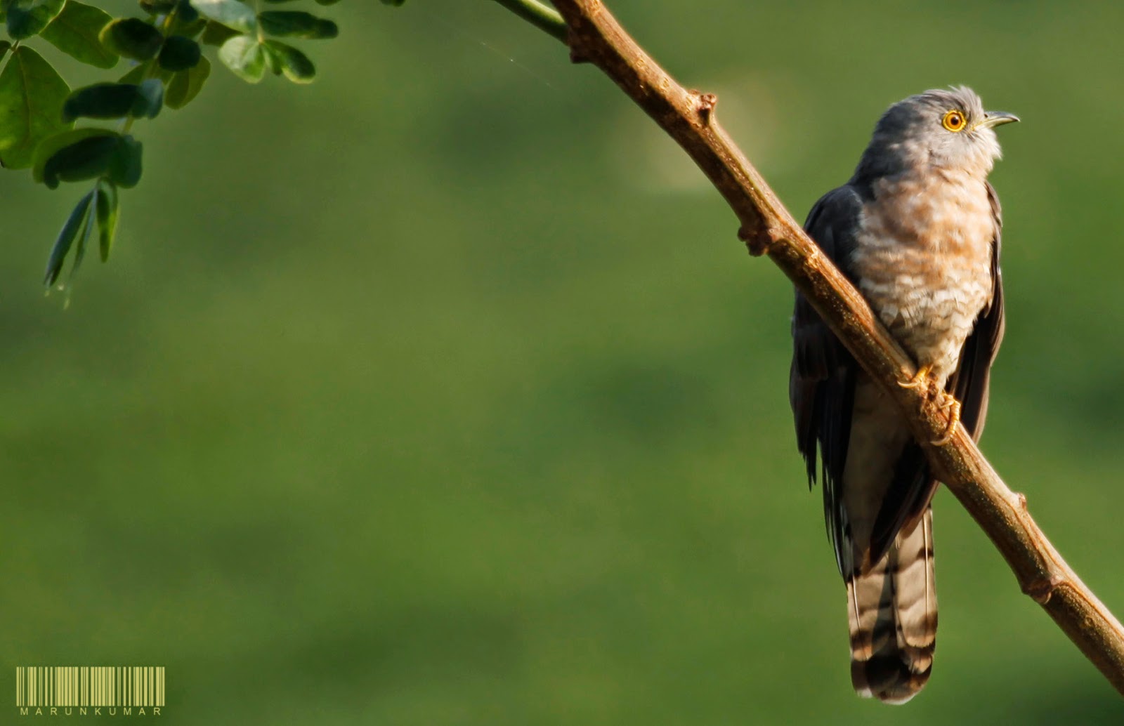 Common Hawk-Cuckoo_on a Tree