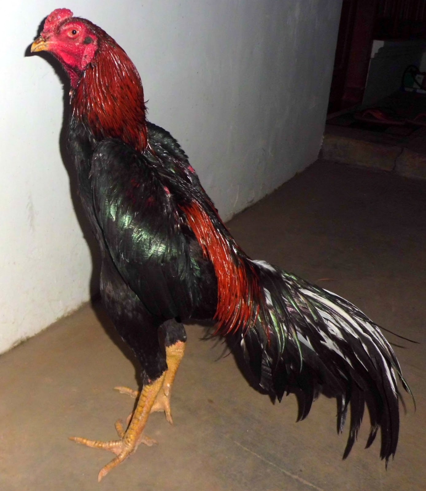 Ayam Aduan (Bangkok, Saigon, Birma) FotoFoto Jago